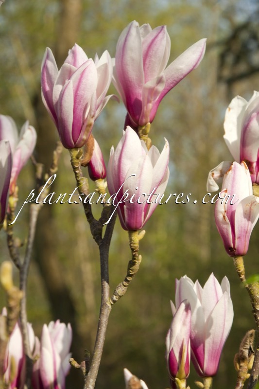 Magnolia ‘Red Lucky’