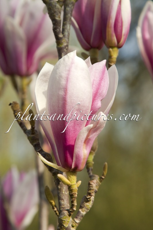 Magnolia ‘Red Lucky’