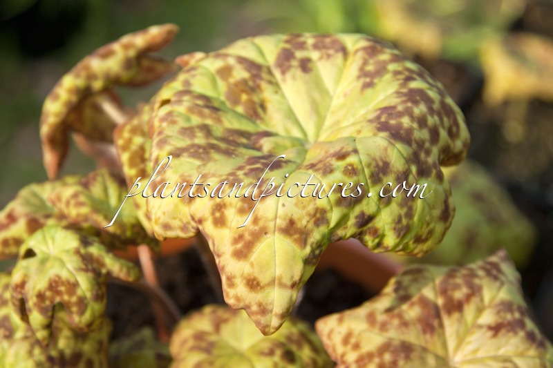 Podophyllum ‘Spotty Dotty’