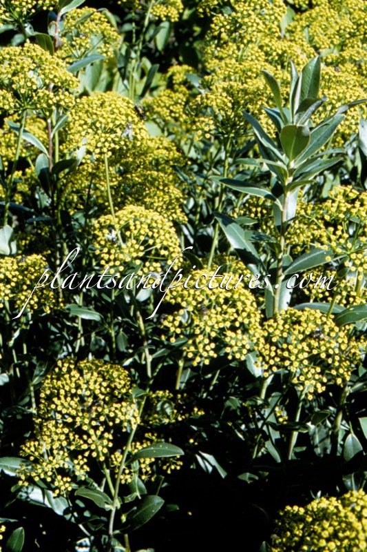 Bupleurum fruticosum
