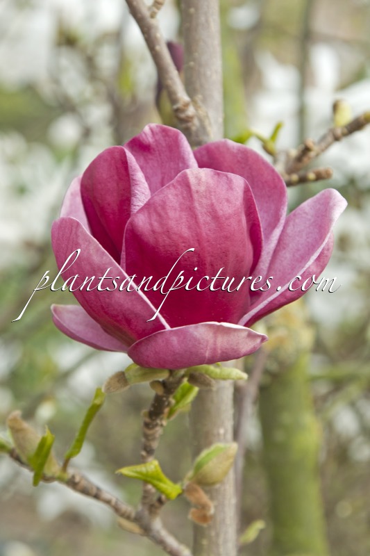 Magnolia ‘Genie’