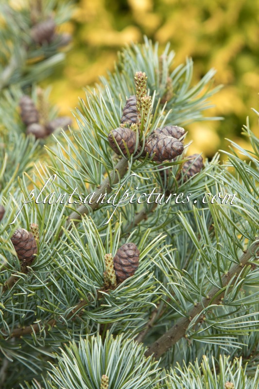 Pinus parviflora ‘Negishi’