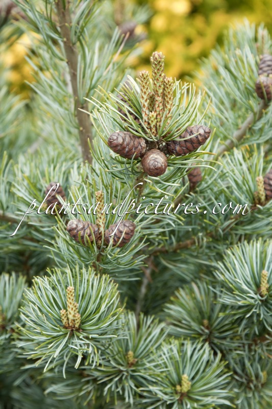 Pinus parviflora ‘Negishi’