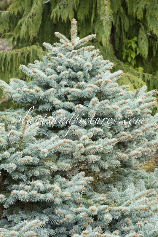 Picea pungens ‘Glauca Globosa’