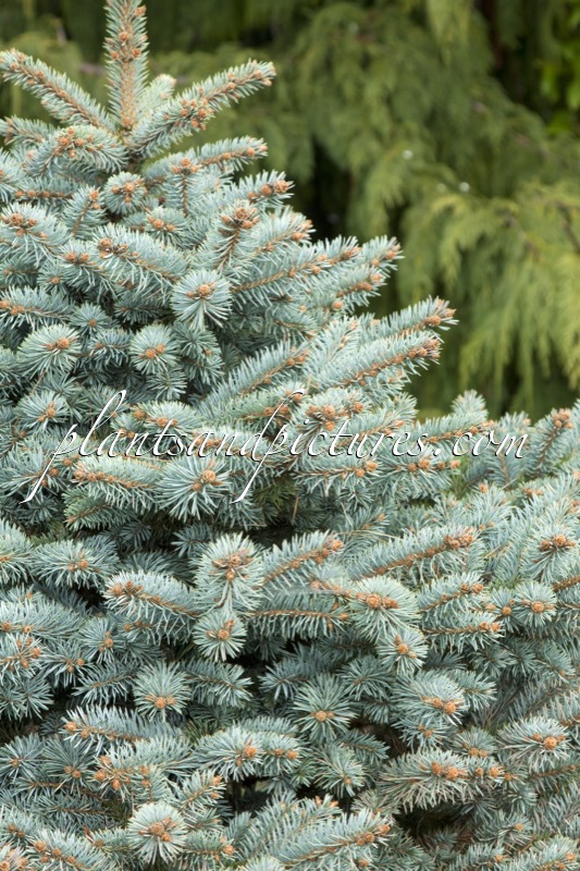 Picea pungens ‘Glauca Globosa’