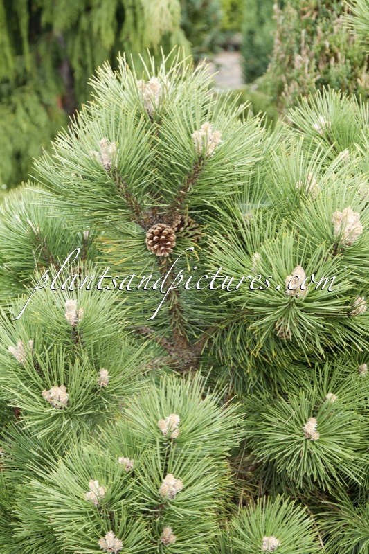 Pinus nigra ‘Nana’