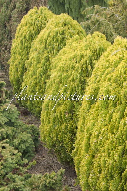 Platycladus orientalis ‘Aurea Nana’