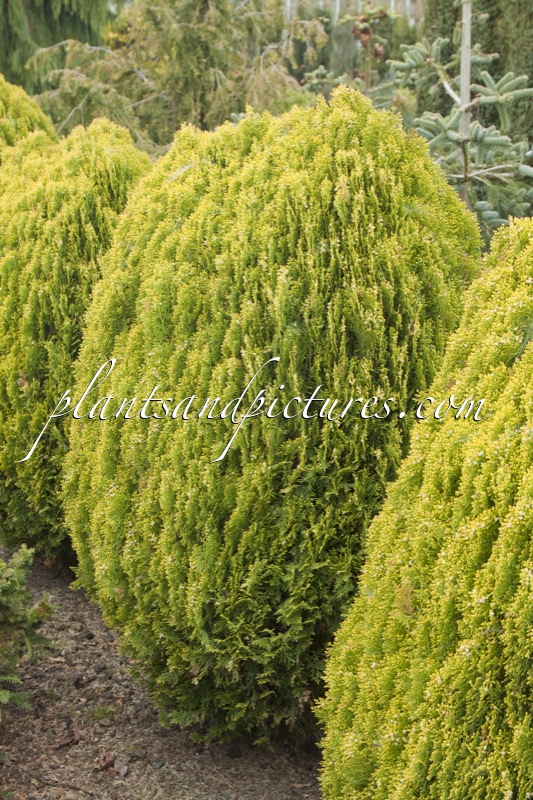 Platycladus orientalis ‘Aurea Nana’