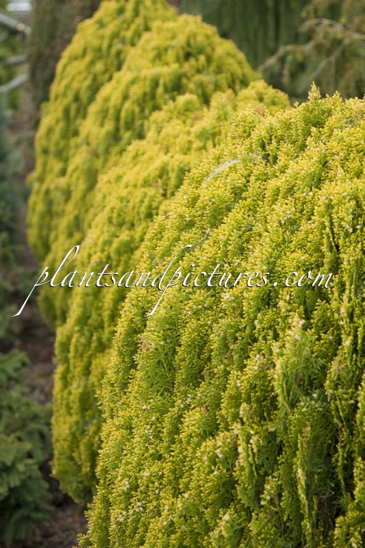 Platycladus orientalis ‘Aurea Nana’