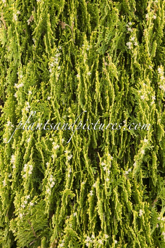 Platycladus orientalis ‘Aurea Nana’