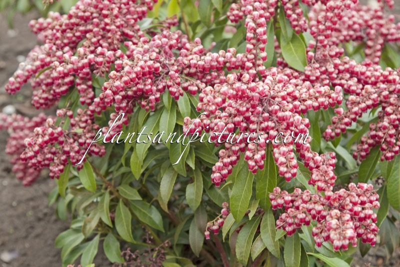 Pieris japonica ‘Passion’