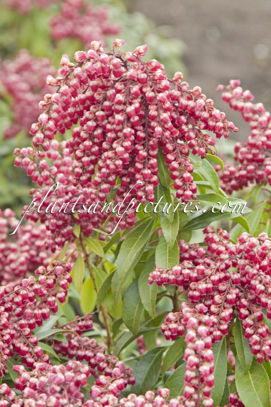Pieris japonica ‘Passion’