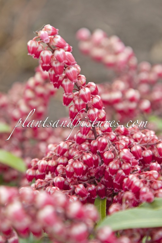 Pieris japonica ‘Passion’