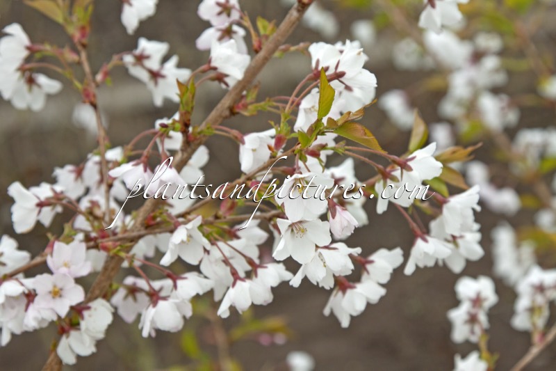 Prunus nipponica ‘Felice’