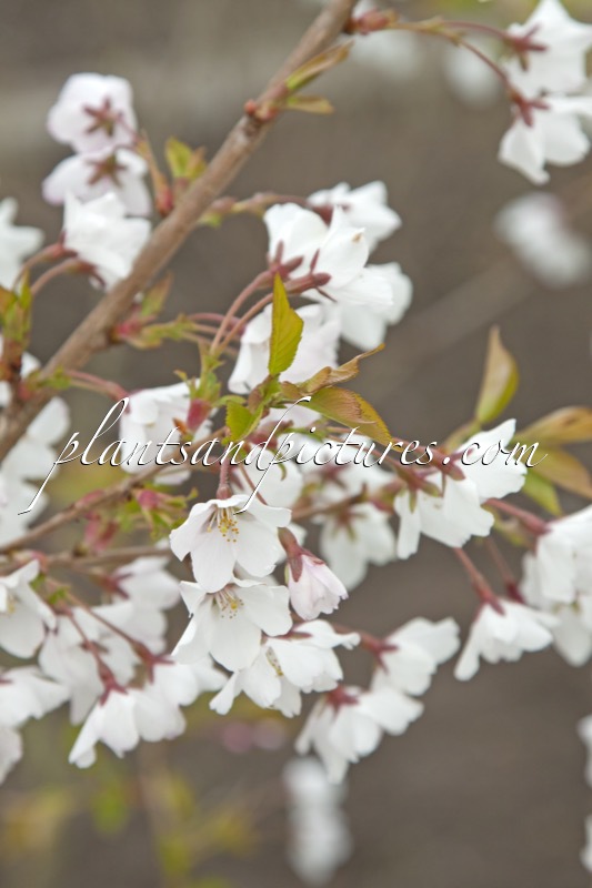 Prunus nipponica ‘Felice’
