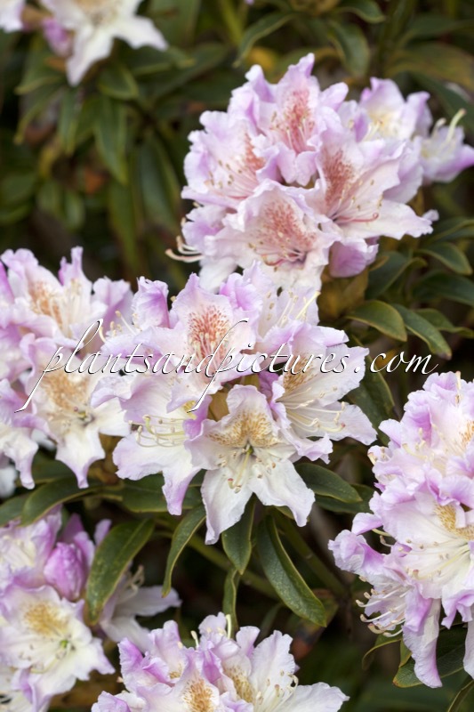 Rhododendron ponticum ‘Compactum Multiflorum’