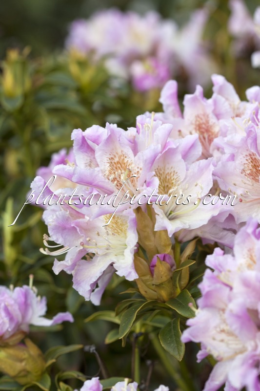 Rhododendron ponticum ‘Compactum Multiflorum’