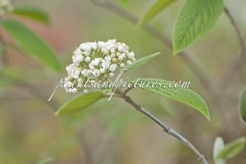 Viburnum buddlejifolium
