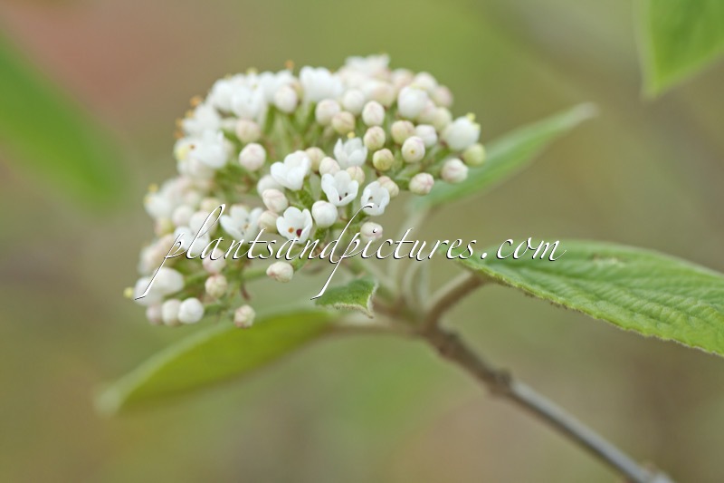 Viburnum buddlejifolium