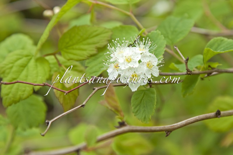 Spiraea chamaedryfolia var. pilosa