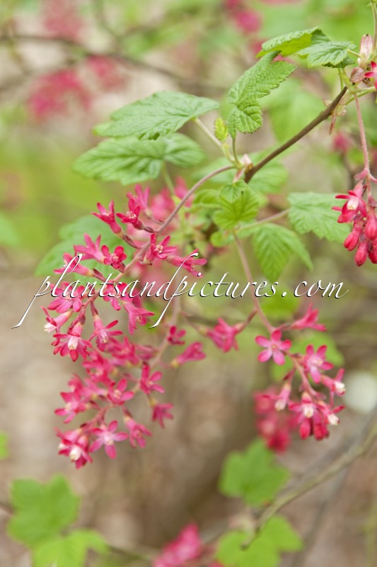 Ribes sanguineum ‘Lombartsii’