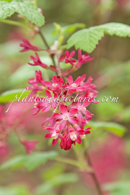 Ribes sanguineum ‘Lombartsii’