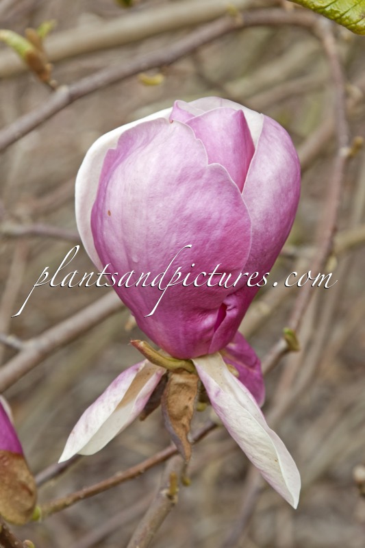 Magnolia soulangeana ‘Lennei’