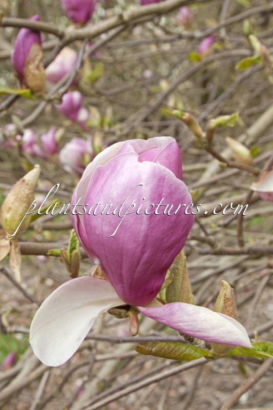 Magnolia soulangeana ‘Lennei’