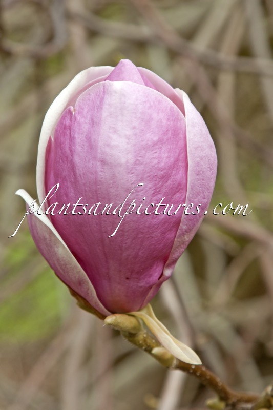 Magnolia soulangeana ‘Lennei’
