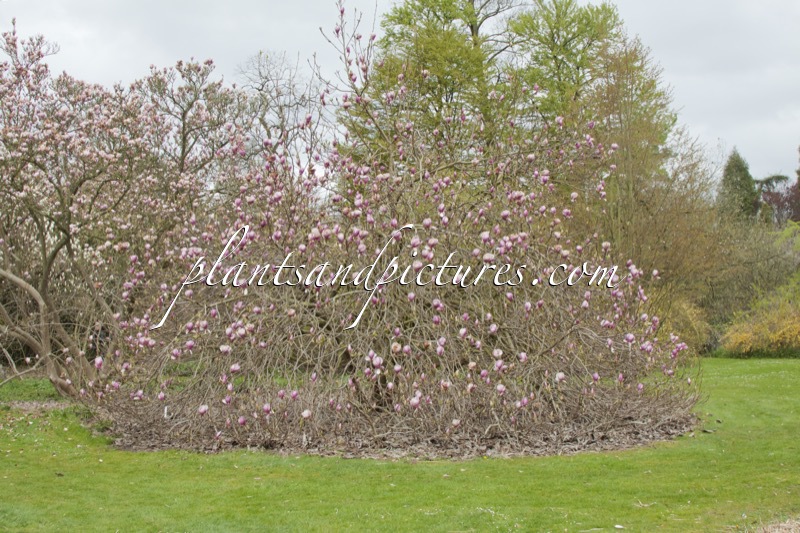 Magnolia soulangeana ‘Lennei’
