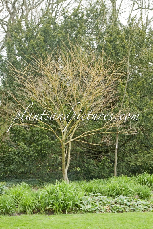 Styphnolobium japonicum ‘Golden Standard’