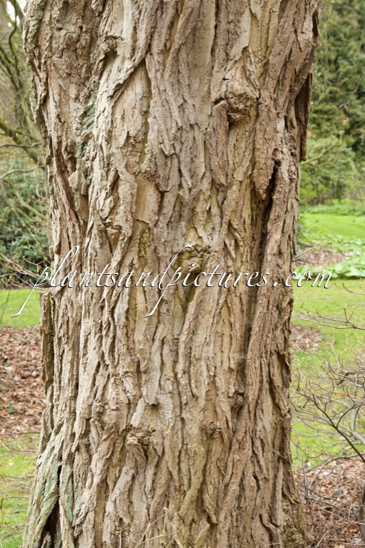 Robinia pseudoacacia ‘Bessoniana’