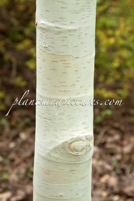 Betula ‘Inverleith’