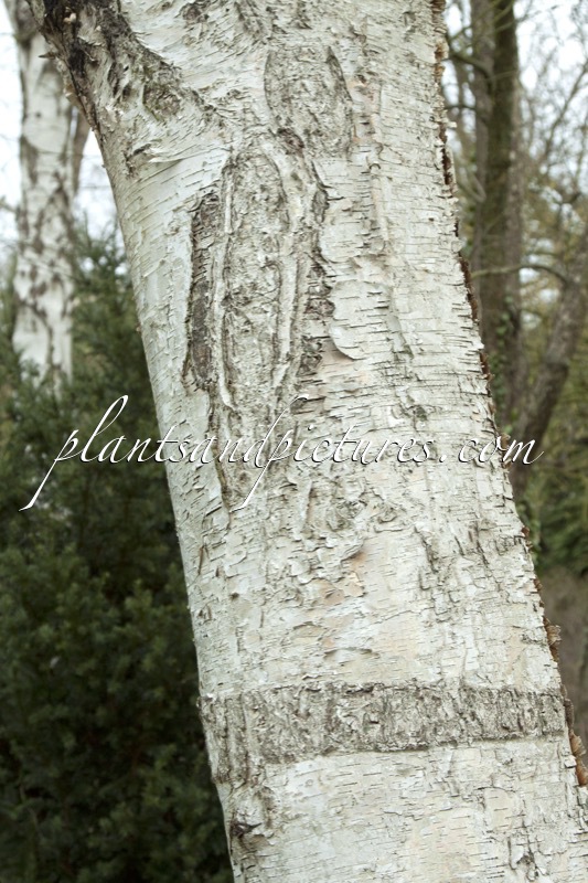 Betula neoalaskana
