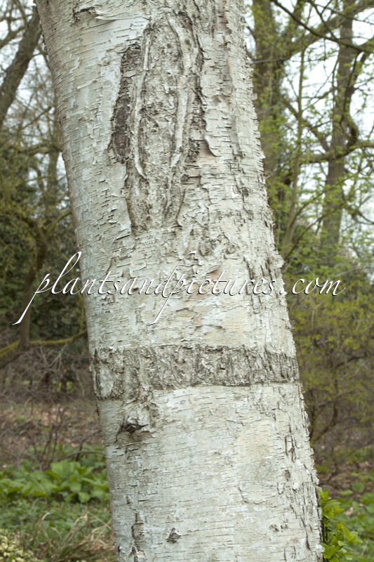 Betula neoalaskana
