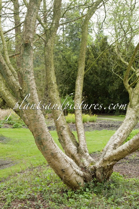 Betula medwediewii