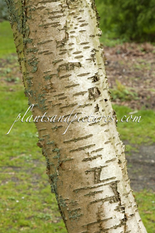 Betula medwediewii