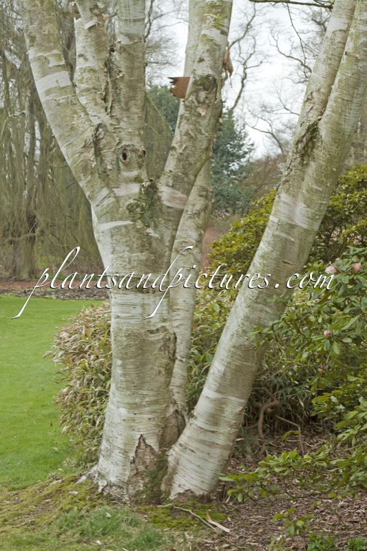 Betula ermanii var. subcordata