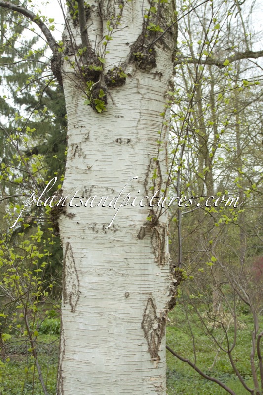 Betula fruticosa