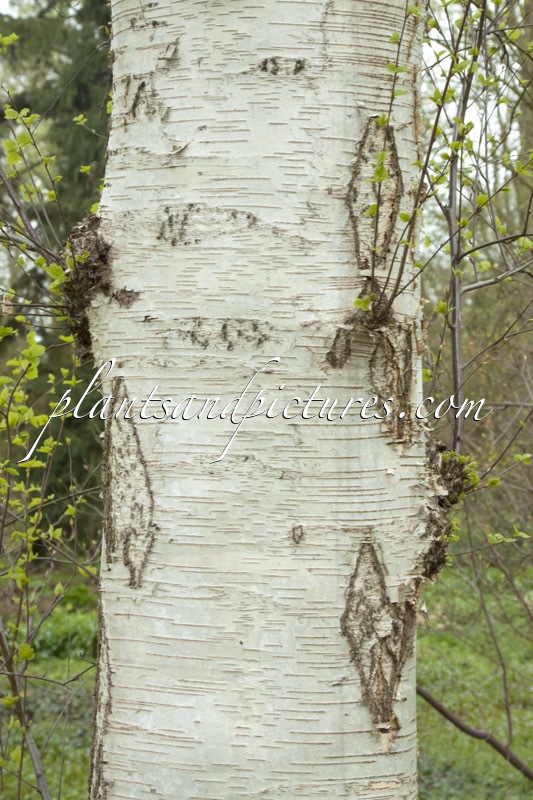 Betula fruticosa