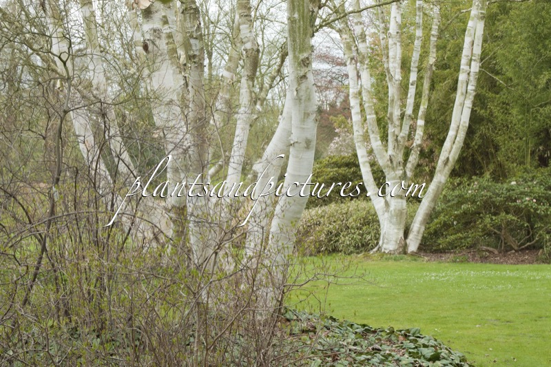 Betula