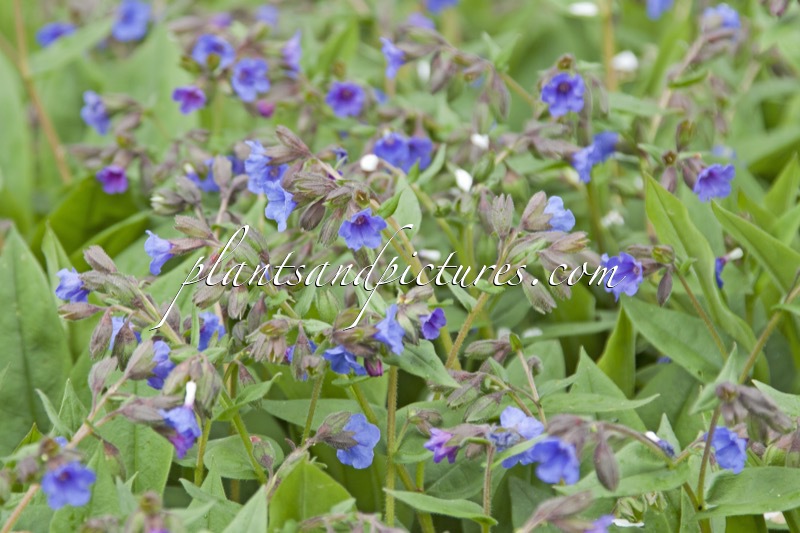 Pulmonaria angustifolia