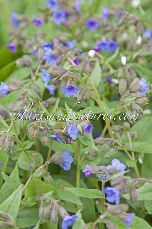 Pulmonaria angustifolia