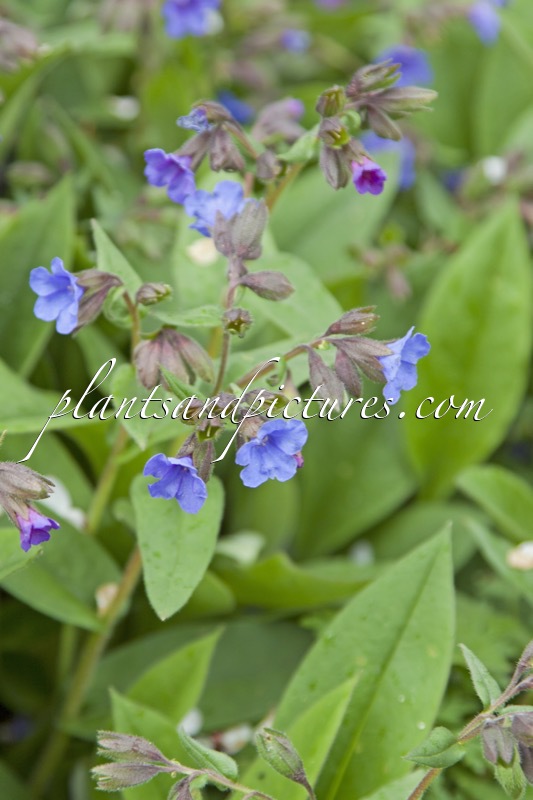 Pulmonaria angustifolia