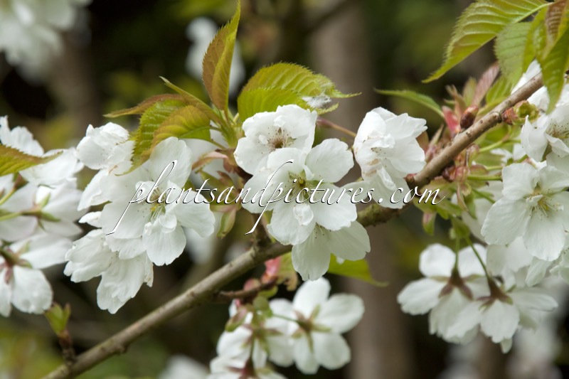 Prunus serrulata ‘Ariake’