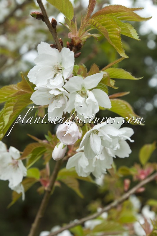 Prunus serrulata ‘Ariake’