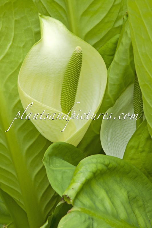 Lysichiton camtschatcensis