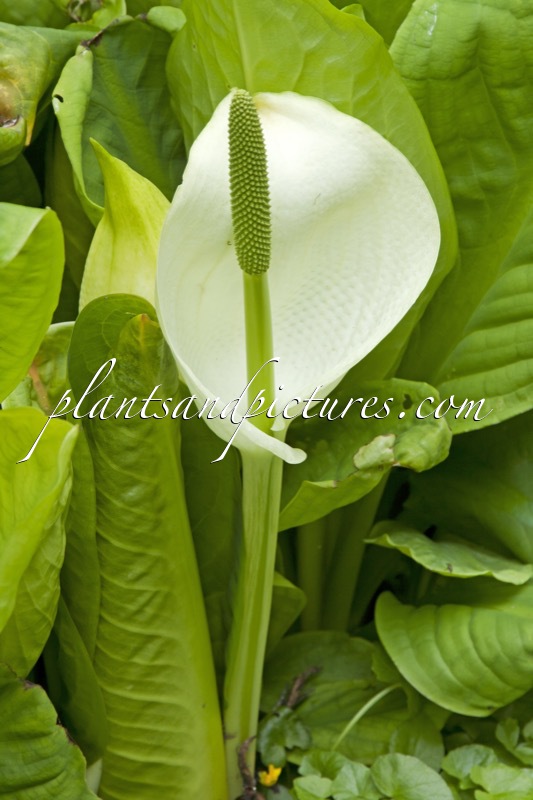 Lysichiton camtschatcensis