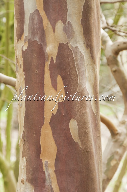 Stewartia pseudocamellia var. koreana