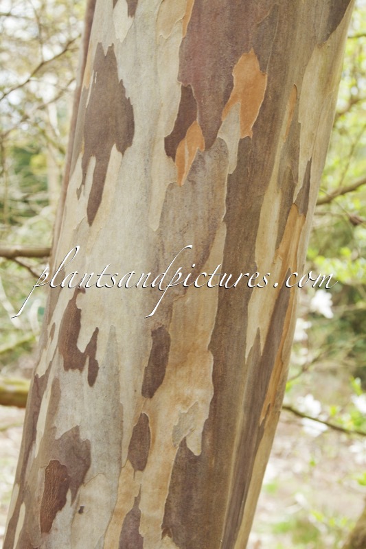 Stewartia pseudocamellia var. koreana